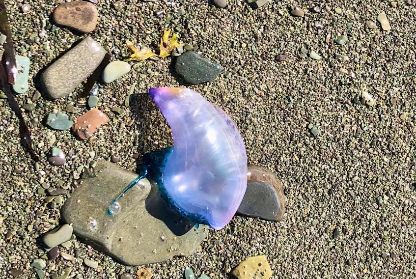 This Portuguese man o'war was found on a beach in the O'Donnell's area, on the southern Avalon Peninsula. Photo by Doug Lewin