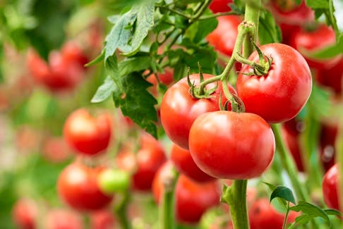 Garden expert Helen Chesnut offers advice on growing tomatoes.