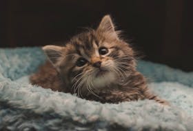 The P.E.I. Humane Society is looking to remind people that surrendering animals is a free service following the death of a kitten that was left outside the Sherwood Road shelter in a box overnight. Unsplash stock photo.