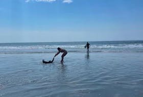 Anna Bald drags a stranded blue shark back into the water at Cherry Hill Beach.