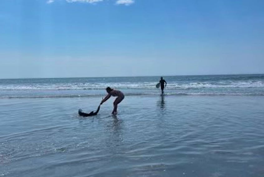 Anna Bald drags a stranded blue shark back into the water at Cherry Hill Beach.