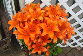 I’m a huge fan of flowers; their vibrant colours and light fragrance is enough to brighten up my day. So, I couldn’t help but smile at this photo of some beautiful orange lilies sent by Bev Mullins in Sydney, Cape Breton. She says the flowers “sleep” in her garage all winter and then bloom with such bright colours in the summer. Thank you for this lovely photo, Bev.