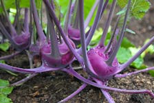 Get Growing for Aug. 6, 2022
Kohlrabi is a unique vegetable with purple or green rounded stems. It has a mild turnip flavor and is delicious raw or cooked.