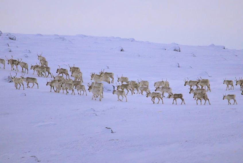  Handout photo for the documentary film Herd: Inuit Voices on Caribou, showing the dwindling herd of caribou in Labrador in 2018. Photo by David Borish, supplied by David Borish.