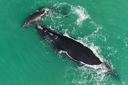 Last of the Right Whales, a new documentary about how the battle to bring the North Atlantic right whale back from the brink of extinction, screens on Sunday and Monday at Park Lane Cinemas.