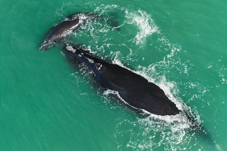 Regulations coming to Atlantic Canada could ensure safety of endangered right whales