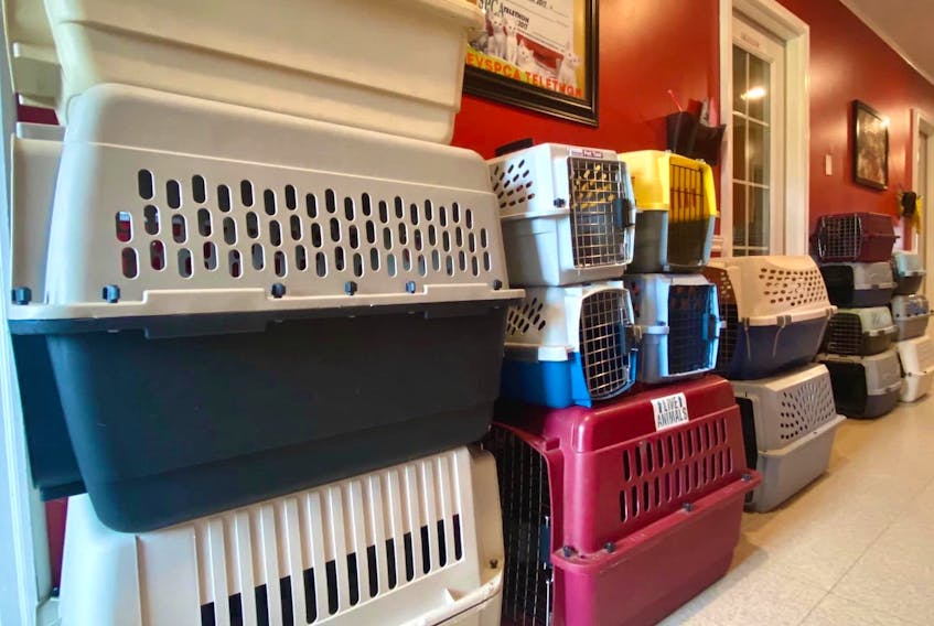 The Exploits Valley SPCA is ready to evacuate the cats at its Grand Falls-Windsor shelter if smoke from the Bay d’Espoir Highway forest fire becomes a danger for the animals. - Contributed