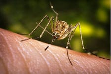 Toronto health officials report that mosquitoes in five pools have tested positive for West Nile Virus