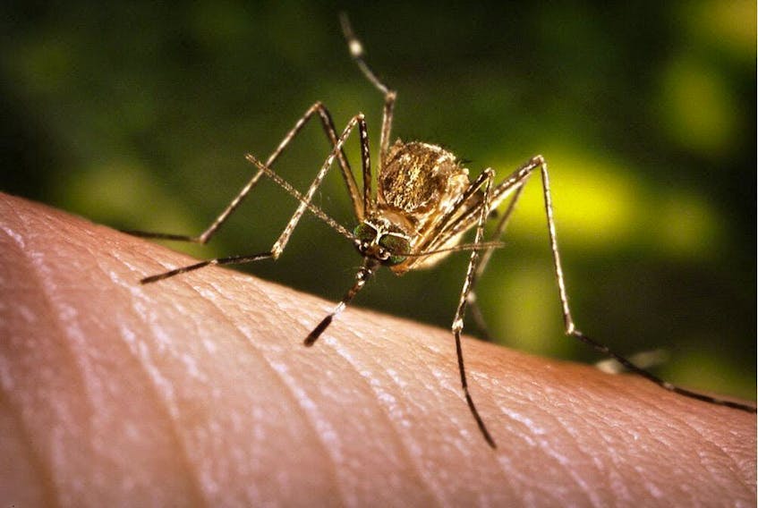 Toronto health officials report that mosquitoes in five pools have tested positive for West Nile Virus