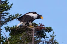 The magnificent Steller's sea eagle, which is native to the Kamchatka Peninsula in eastern Russia but has been tracked flying across North America, poses for birders in an isolated cove near Trinity on Aug. 7. Contributed photo