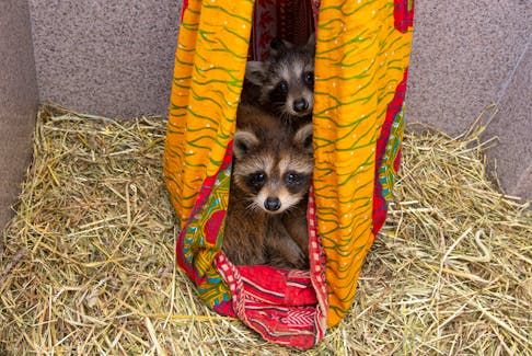 A pair of raccoons peek out of a hammock at the annual Hope for Wildlife open house in Seaforth on Saturday, Sept. 10, 2022. 
Ryan Taplin - The Chronicle Herald