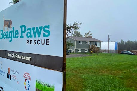 Beagle Paws Rescue relocates dogs amid flooding in St. John's region