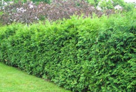 Removing and replacing a cedar hedge can be a daunting project. Garden columnist Helen Chesnut suggests breaking the process down into stages, over time, to make it easier.
