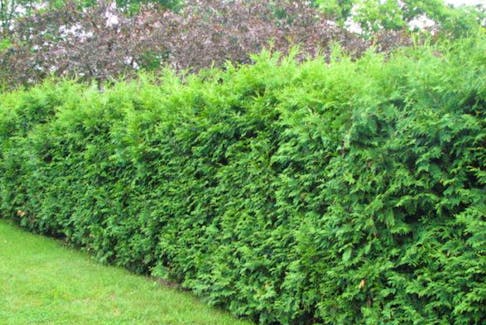Removing and replacing a cedar hedge can be a daunting project. Garden columnist Helen Chesnut suggests breaking the process down into stages, over time, to make it easier.