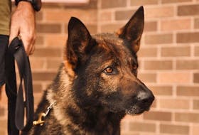 RCMP police dog Kaos helped find a dangerous driving suspect hiding in some bushes near a playground in Clarke's Beach.