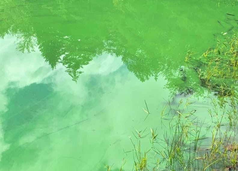 Nova Scotia warns residents to watch for blue-green algae from May