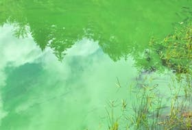 A blue-green algae bloom resembling spilled paint near the shorelines of a lake. Jean Cleveland photo