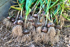 Garlic is an easy crop to grow and the flavour of home-grown garlic is far superior to bulbs from the supermarket. 
