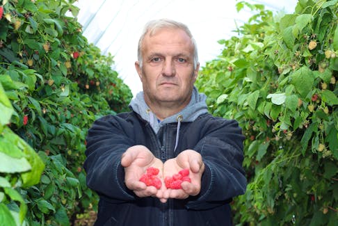 Hector Jaldo shows some of the fruit growing at Vital Berry Farms in Sheffield Mills under the provincial long cane raspberry pilot project.
Jason Malloy