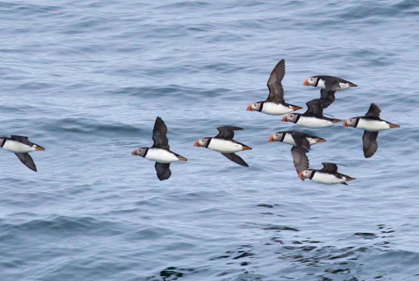 STJ-Atlantic Puffins Winging It col  Puffins are being impacted by the Highly Pathogenic Avian Influenza but how much is really hard to say.