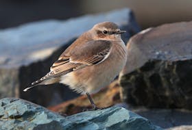 The ever alert northern wheatear, which migrates close enough to the island of Newfoundland for a few of them to drop over from Labrador for a visit, surveys the terrain around before its next move. Contributed photo