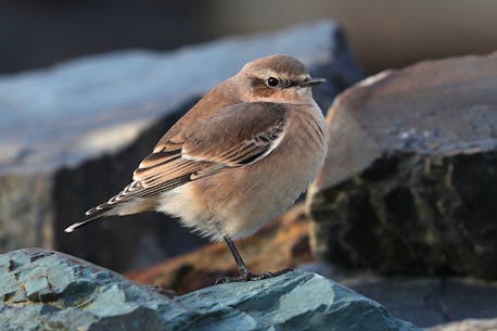 BRUCE MACTAVISH: With migrations starting and windy storms arriving, it’s a good time to watch out for uncommon birds in N.L.