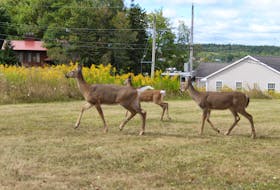 A group of deer spotted on the back of Glenwood Drive in Truro.