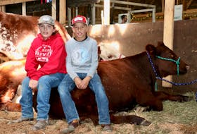 Cousins Drew Burgess and Evan Collins, of the Avon 4-H Club, spent the weekend showcasing their skills and their grandfather’s Green Grove Shorthorns at the Hants County Exhibition.