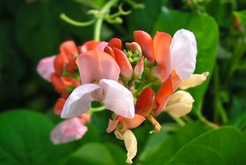 In high temperatures scarlet runner bean blossoms tend to drop from the vines without forming pods.