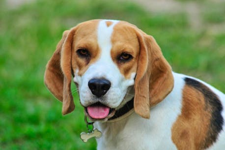 ASK ELLIE: Pet beagle may be great ice-breaker for shy guy