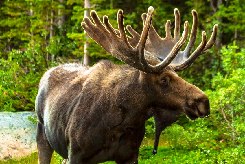 The annual moose population management program in Gros Morne National Park will open on Sept. 24 and close on Jan. 29, 2023. File