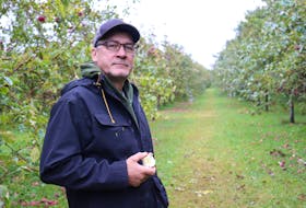 Mark Ashley, co-owner and operator of Wintermoor Orchard in York, P.E.I., stands in front of hundreds of apples that fell from trees during bad weather in the week before hurricane Fiona. Weather forecasts are warning that trees with leaves on the branches are more likely to sustain damage over the weekend, and Ashley worries his fully-grown apples will only make the trees even more susceptible. For ongoing coverage of hurricane Fiona's impact in the region, go to www.saltwire.com. Logan MacLean • The Guardian