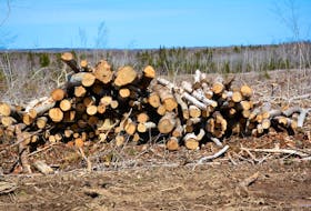 A wood stand along Highway 125 near North Sydney was recently cut for Port Hawkesbury Paper’s pulp operation and Nova Scotia Power’s biomass plant.  

 ERIN POTTIE  Cape Breton Bureau