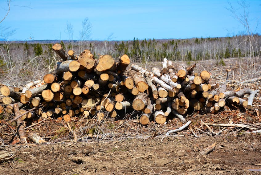 A wood stand along Highway 125 near North Sydney was recently cut for Port Hawkesbury Paper’s pulp operation and Nova Scotia Power’s biomass plant.  

 ERIN POTTIE  Cape Breton Bureau