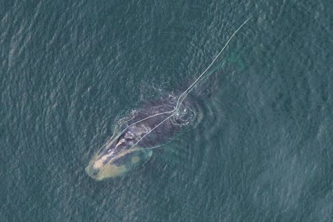 North Atlantic right whale “Snow Cone” (Catalog #3560) spotted south of Nantucket on Sept. 21, 2022, dragging heavy fishing gear and in poor health. CREDIT: New England Aquarium, taken under NOAA permit #25739