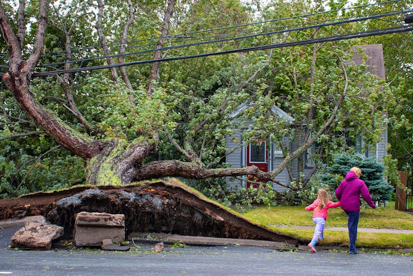 People walk around a large uprooted tree that was knocked down by high winds during hurricane Fiona on Saturday. Sept. 24, 2022.
Ryan Taplin - The Chronicle Herald