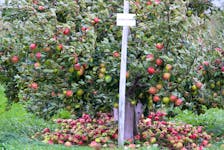 High winds knocked honey crisp apples off trees in the Annapolis Valley during post-tropical storm Fiona, but most officials said initial reports show the damage wasn’t as bad as many had feared.