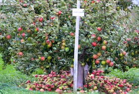 High winds knocked honey crisp apples off trees in the Annapolis Valley during post-tropical storm Fiona, but most officials said initial reports show the damage wasn’t as bad as many had feared.