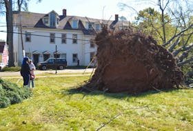 There were lots of people out and about surveying all the damage caused by post-tropical storm Fiona on Sept. 25, including people who stopped to look at this large tree that was uprooted in front of Hennessey-Cutcliffe-Charlottetown Funeral Home. Dave Stewart • The Guardian