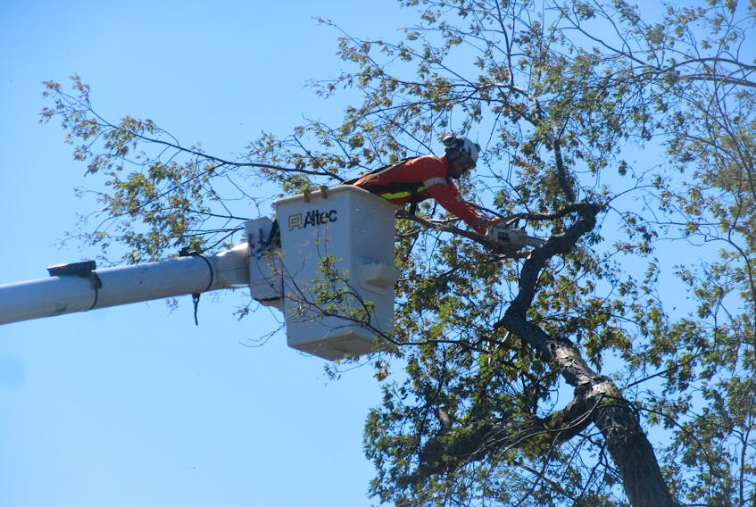 Crews were out across Charlottetown the morning of Sept. 25 removing trees that were uprooted during post-tropical storm Fiona. This crew worker, who is tethered in, cuts a limb off a tree in Connaught Square that had come down against the side of a house. Carolyn Drake • The Guardian