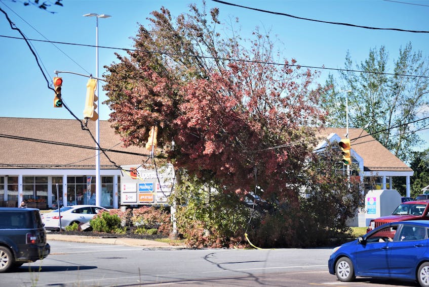 A fallen tree on power lines and traffic lights at the entrance to the Superstore on Elm Street in Truro. Richard MacKenzie