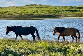 Wild horses run on the grasslands of Sable Island.