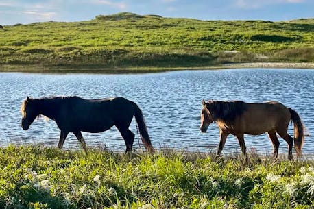 Storm Fiona has destroyed much, but the Sable Island horses survive