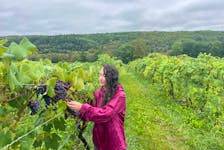 Kyla Welton of Benjamin Bridge checks on the New York Muscat variety of grapes (defining grape of Nova 7 blend) at the Gaspereau Valley vineyard ahead of Hurricane Fiona. Benjamin Bridge Photo