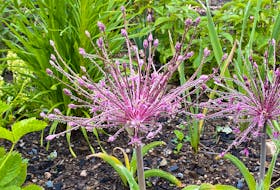 Allium schubertii is one of my favourite alliums to grow! The massive flower heads look like an exploding firewood and can grow up to 40 cm across.