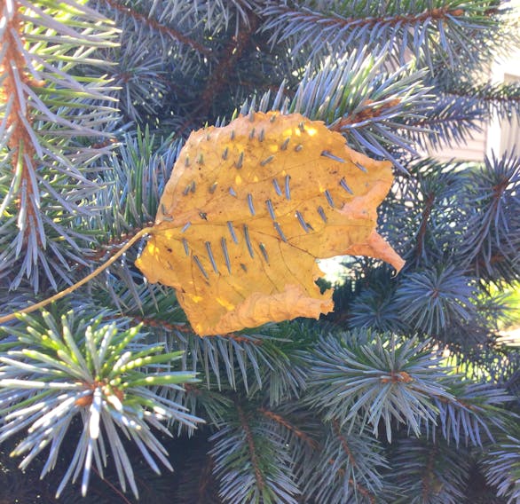 Janet Skrupski sent in this photo of the aftermath of post-tropical storm Fiona in West Bedford, N.S. The wind speed was so intense that this leaf was impaled on a pine tree in her front yard. Wind gusts in the Halifax area ranged between 90 - 130 km/h during the storm. For reference, a 90 km/h wind can uproot entire trees, so this poor leaf — and residents — got a taste of Mother Nature’s raw fury. Thanks for sharing, Janet. PHOTO CREDIT: Contributed/ Janet Skrupski.