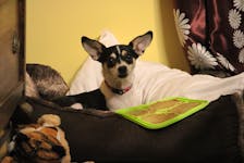 A Chihuahua named Halley escaped during the arrival of Hurricane Fiona Friday evening in Folly Mountain.