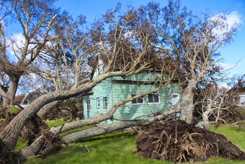 A fallen tree lands on a Sterling Road home in Glace Bay.  A fallen tree lands on a Sterling Road home in Glace Bay, N.S. — Ian Nathanson/SaltWire Network file photo