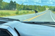 A mainland moose scampers off the road and into the safety of Wentworth Provincial Park in this photo taken quickly from a car traveling through the area, Sept. 17. Contributed