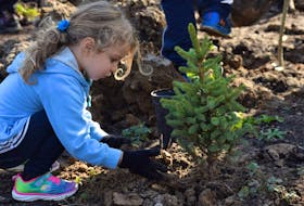 Katelyn Slater adds handfuls of earth to the base of a newly-planted spruce tree.